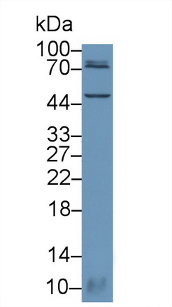 Polyclonal Antibody to Small Ubiquitin Related Modifier Protein 1 (SUMO1)