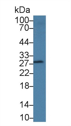 Polyclonal Antibody to Heat Shock 40kDa Protein 2 (HSPF2)