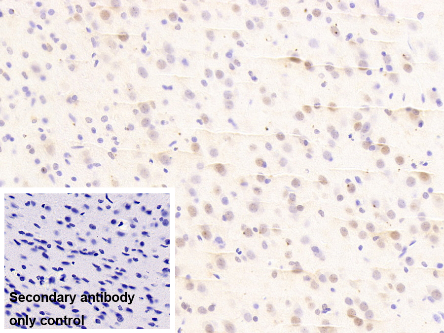 Polyclonal Antibody to Heat Shock 40kDa Protein 3 (HSPF3)