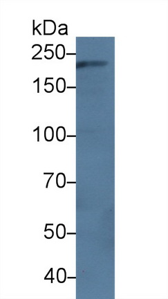 Polyclonal Antibody to Dedicator Of Cytokinesis 2 (DOCK2)