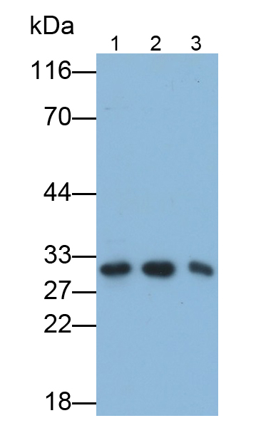 Polyclonal Antibody to Proteasome Subunit Alpha Type 4 (PSMa4)