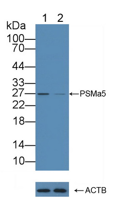 Polyclonal Antibody to Proteasome Subunit Alpha Type 5 (PSMa5)