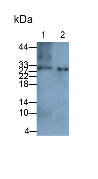 Polyclonal Antibody to Proteasome Subunit Alpha Type 7 (PSMa7)