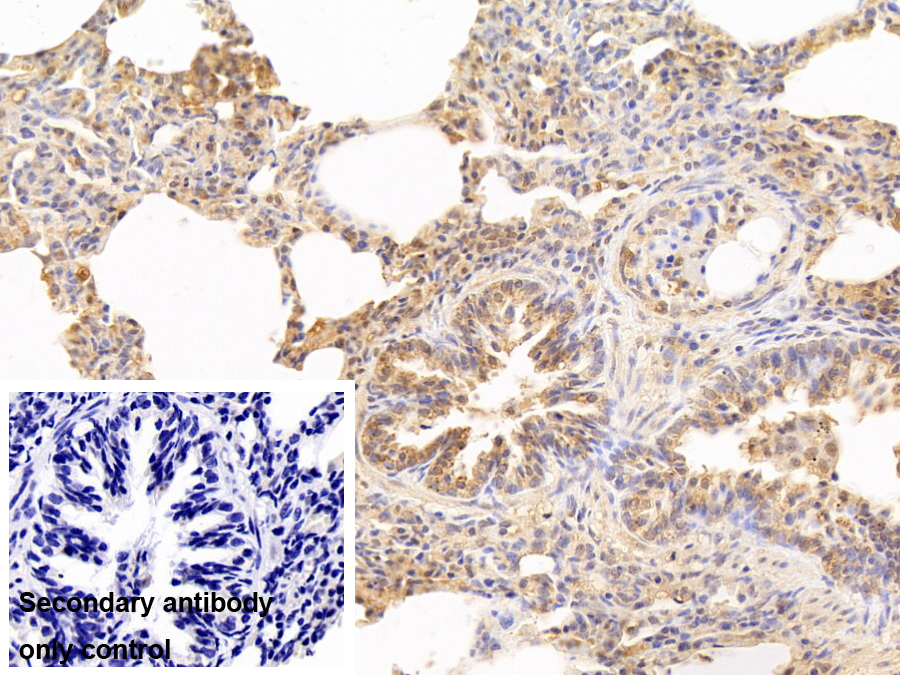 Polyclonal Antibody to Proteasome Subunit Beta Type 3 (PSMb3)