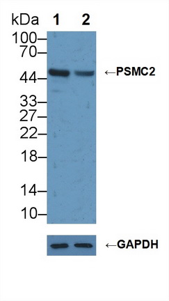 Polyclonal Antibody to Proteasome 26S Subunit, ATPase 2 (PSMC2)