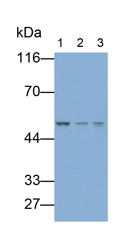 Polyclonal Antibody to Proteasome 26S Subunit, ATPase 3 (PSMC3)