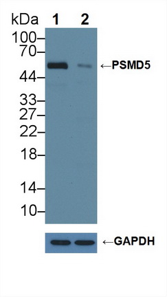 Polyclonal Antibody to Proteasome 26S Subunit, Non ATPase 5 (PSMD5)
