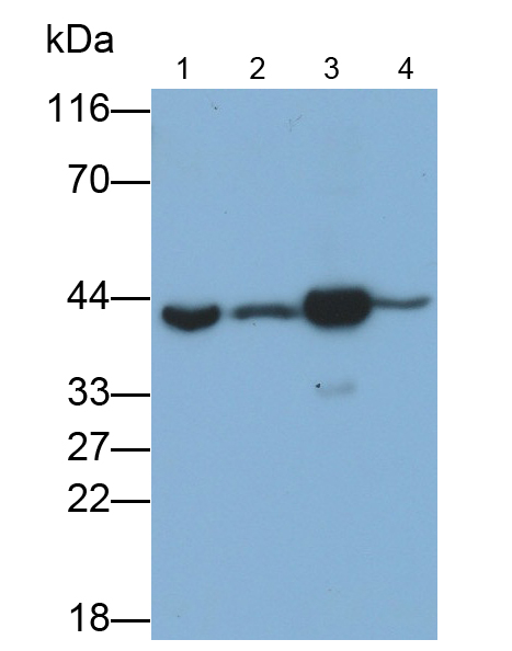Polyclonal Antibody to Phosphoglycerate Kinase 1 (PGK1)