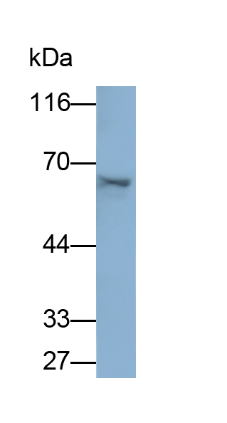 Polyclonal Antibody to Far Upstream Element Binding Protein 3 (FUBP3)