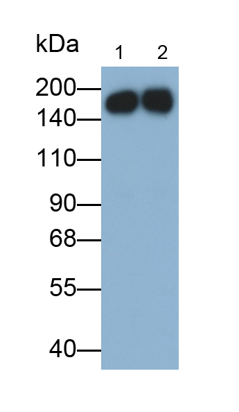 Polyclonal Antibody to Pregnancy Zone Protein (PZP)
