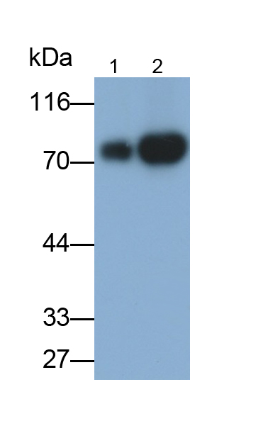 Polyclonal Antibody to Sex Determining Region Y Box Protein 9 (SOX9)