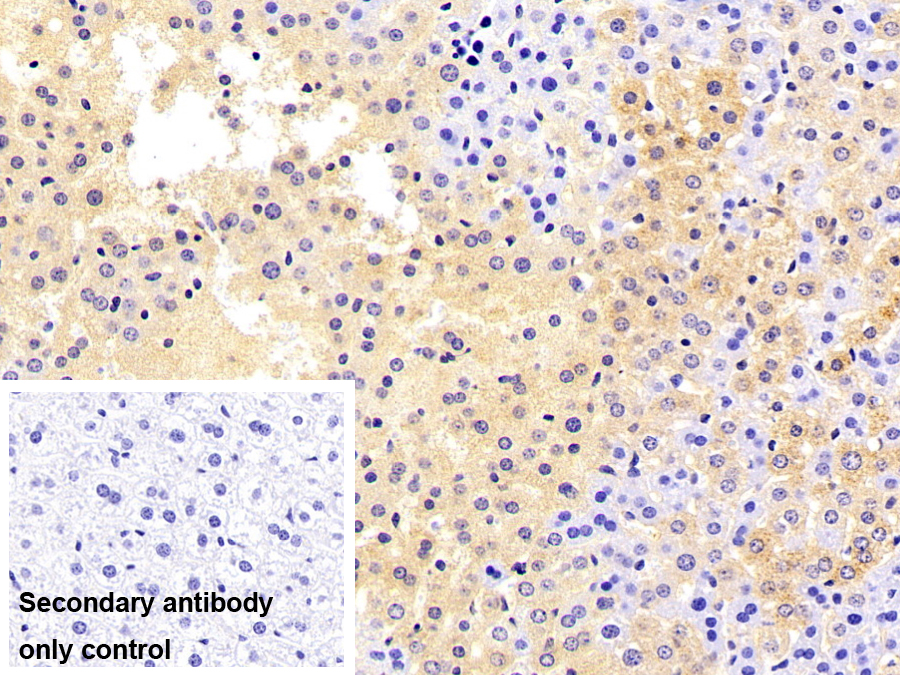 Polyclonal Antibody to Hydroxyacid Oxidase 1 (HAO1)