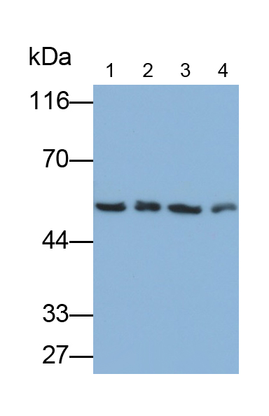 Polyclonal Antibody to ATPase, H+ Transporting, Mitochondrial F1 Complex Alpha Polypeptide (ATP5a)