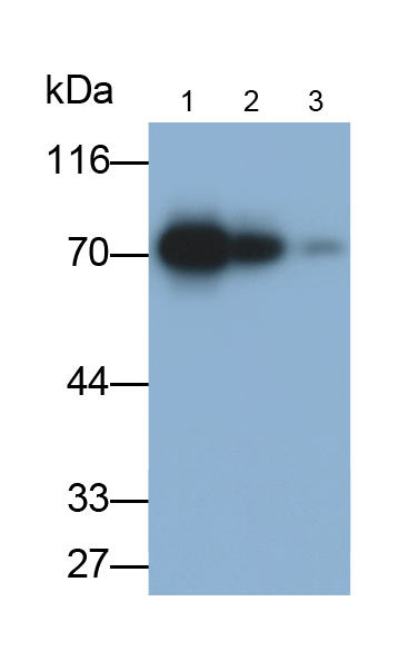 Polyclonal Antibody to Yes Associated Protein 1 (YAP1)