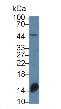 Polyclonal Antibody to Torsin 3A (TOR3A)