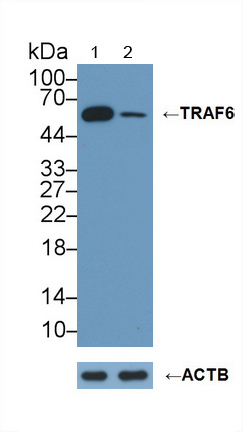 Polyclonal Antibody to TNF Receptor Associated Factor 6 (TRAF6)