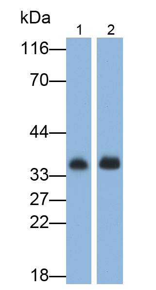 Polyclonal Antibody to Myo Inositol Oxygenase (MIOX)