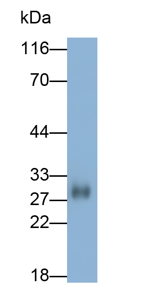 Polyclonal Antibody to Myo Inositol Oxygenase (MIOX)