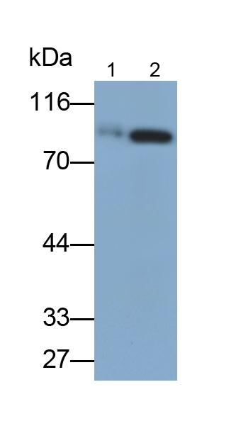 Polyclonal Antibody to Polyribonucleotide Nucleotidyltransferase 1 (PNPT1)