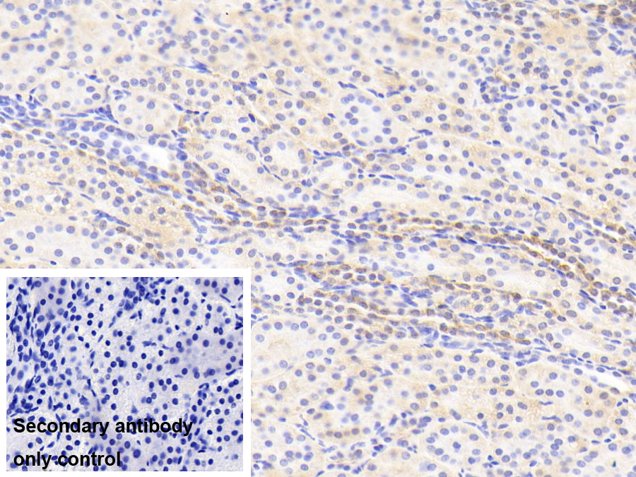 Polyclonal Antibody to Uracil DNA Glycosylase (UNG)