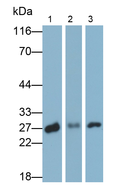 Polyclonal Antibody to Ubiquitin Carboxyl Terminal Hydrolase L1 (UCHL1)