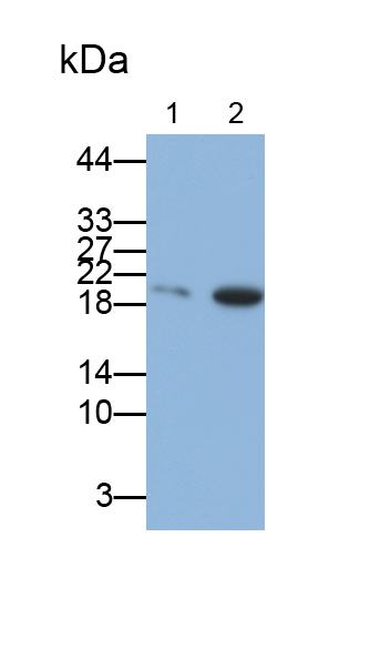 Polyclonal Antibody to Tumor Protein, Translationally Controlled 1 (TPT1)