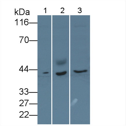 Polyclonal Antibody to Glutaredoxin 3 (GLRX3)