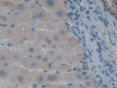 Polyclonal Antibody to Glutaredoxin 3 (GLRX3)