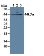 Polyclonal Antibody to Glutaredoxin 3 (GLRX3)