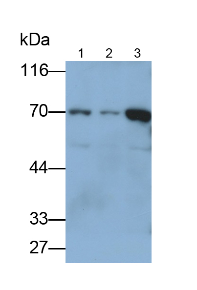 Polyclonal Antibody to Transketolase (TKT)