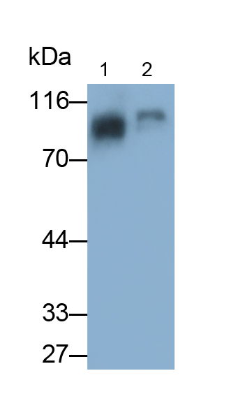 Polyclonal Antibody to Trans Golgi Network Protein 2 (TGOLN2)