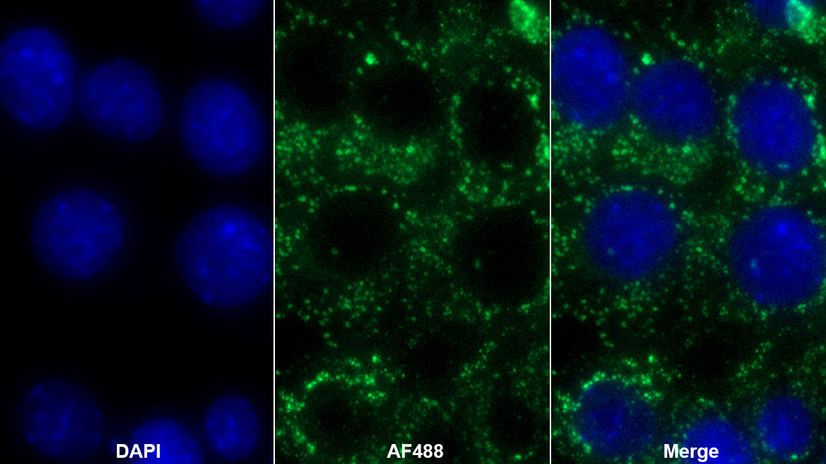 Polyclonal Antibody to Transcription Factor A, Mitochondrial (TFAM)