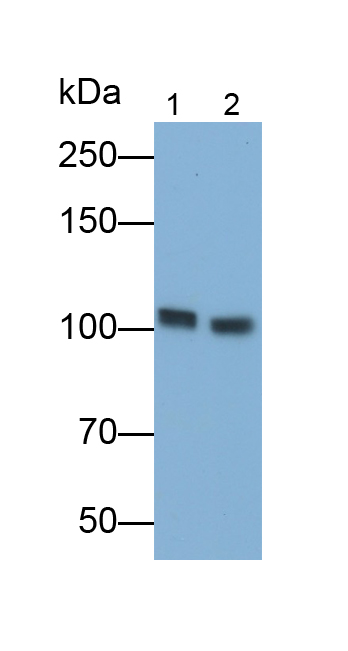 Polyclonal Antibody to SRSF Protein Kinase 2 (SRPK2)
