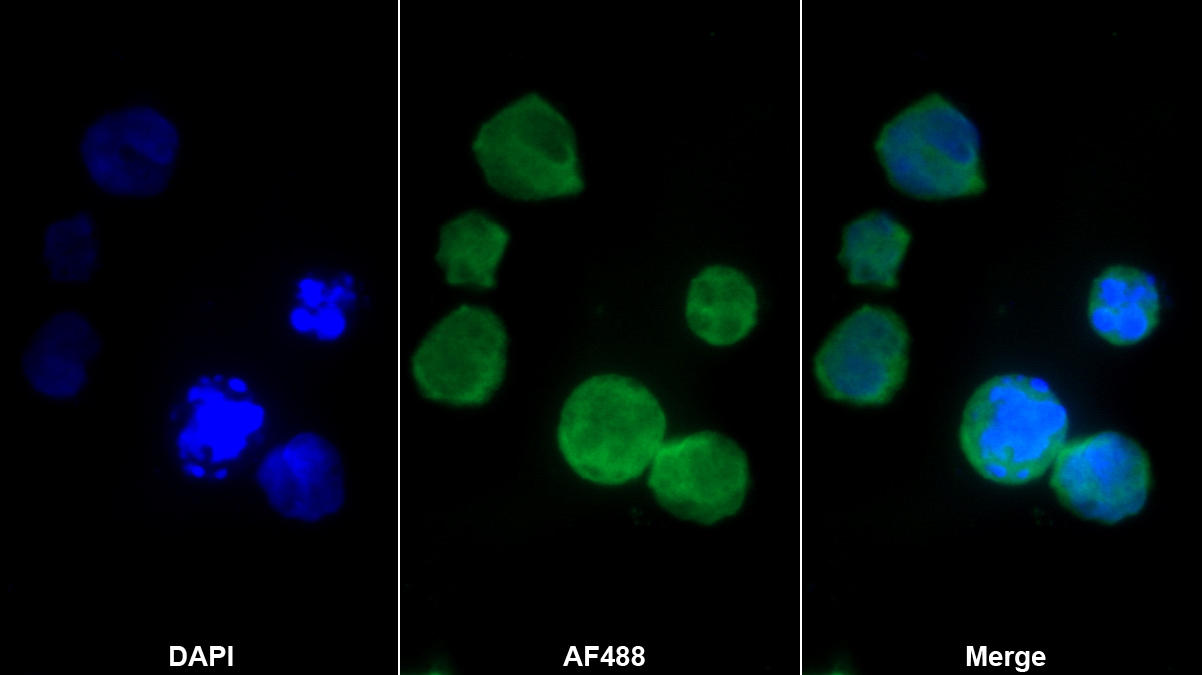 Polyclonal Antibody to Secreted Phosphoprotein 2 (SPP2)