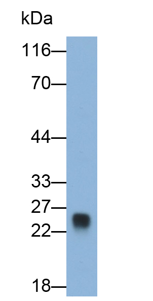 Polyclonal Antibody to Secreted Phosphoprotein 2 (SPP2)