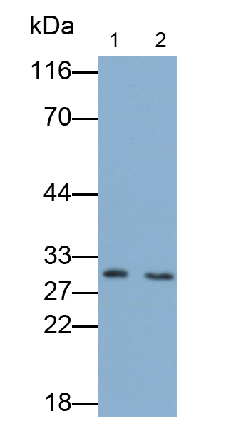 Polyclonal Antibody to Stratifin (SFN)