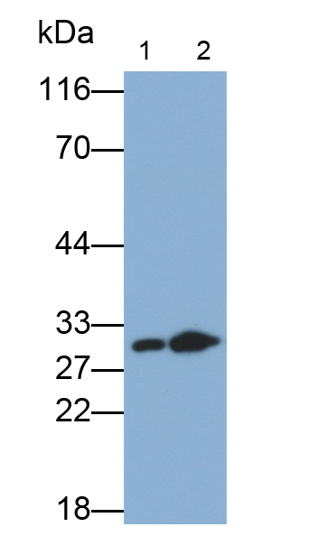 Polyclonal Antibody to Stratifin (SFN)