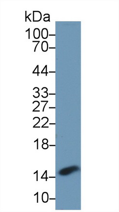 Polyclonal Antibody to Phosphohistidine Phosphatase 1 (PHPT1)