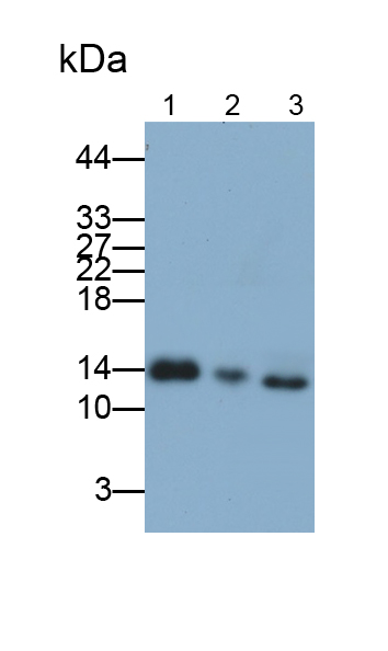 Polyclonal Antibody to Phosphohistidine Phosphatase 1 (PHPT1)