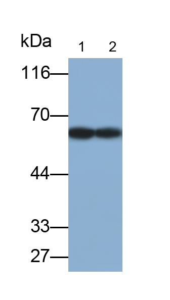 Polyclonal Antibody to Prenylcysteine Oxidase 1 (PCYOX1)