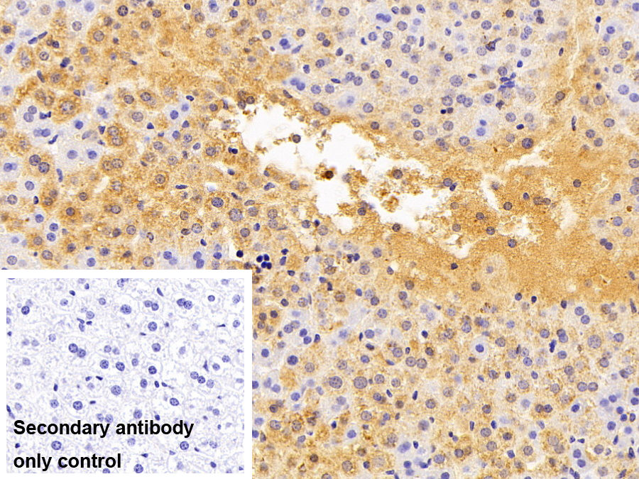 Polyclonal Antibody to Prenylcysteine Oxidase 1 (PCYOX1)