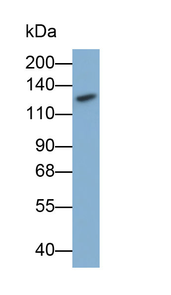 Polyclonal Antibody to Pyruvate Carboxylase (PC)
