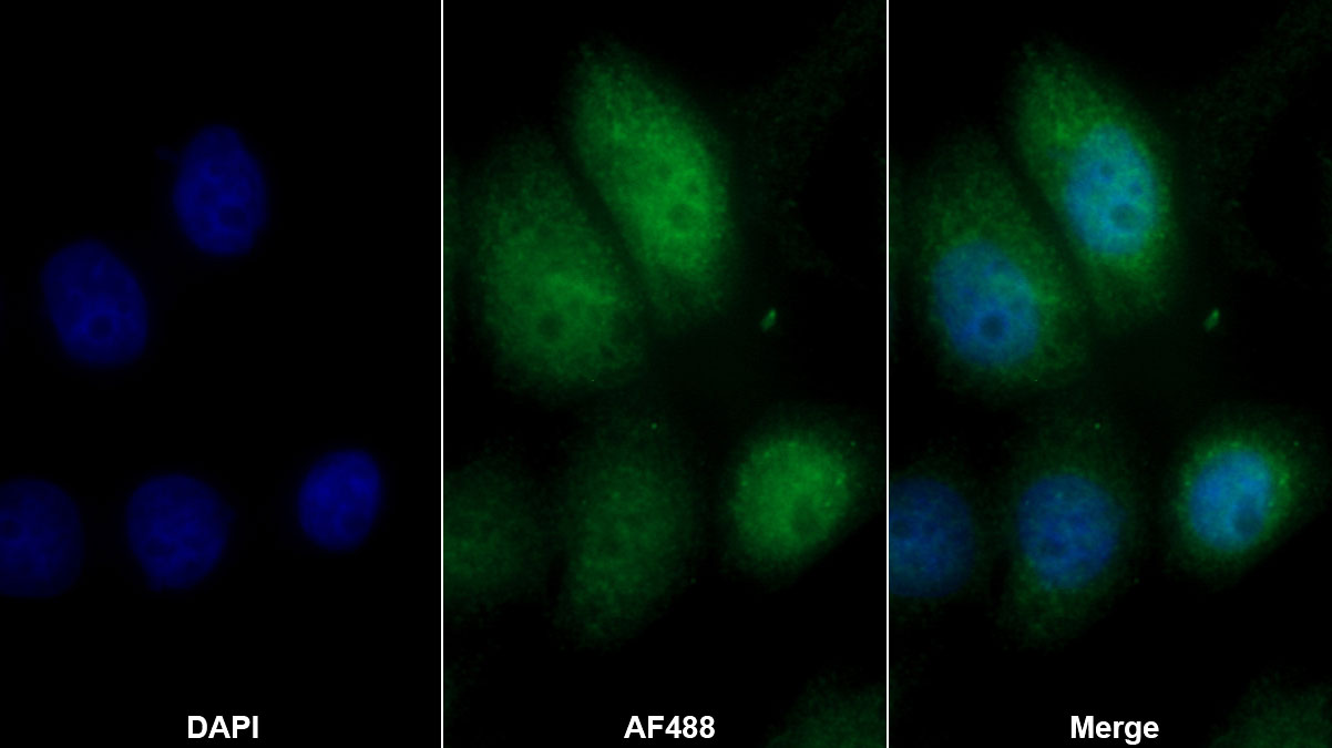 Polyclonal Antibody to Nephronectin (NPNT)