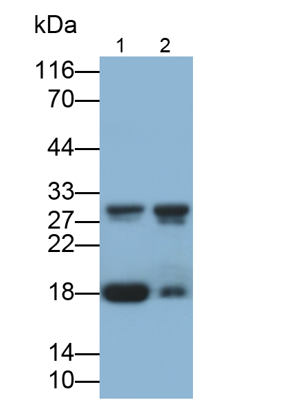 Polyclonal Antibody to Latexin (LXN)