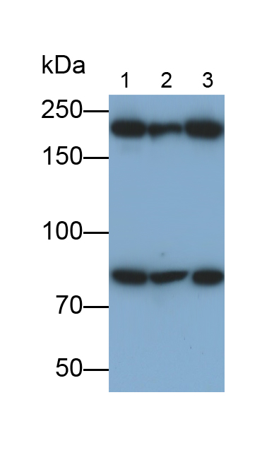 Polyclonal Antibody to Leucine Rich Repeat In FLII Interacting Protein 1 (LRRFIP1)