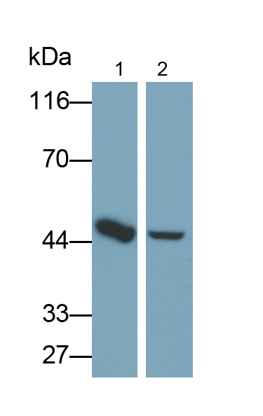 Polyclonal Antibody to Isocitrate Dehydrogenase 2, mitochondrial (IDH2)