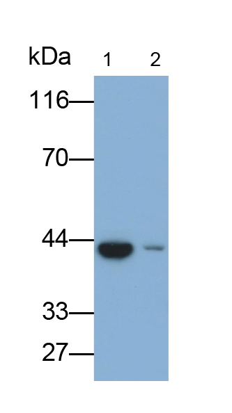 Polyclonal Antibody to Isocitrate Dehydrogenase 2, mitochondrial (IDH2)