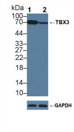 Polyclonal Antibody to T-Box Protein 3 (TBX3)