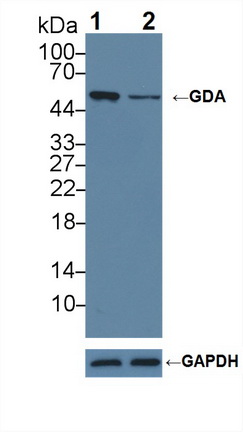 Polyclonal Antibody to Guanine Deaminase (GDA)