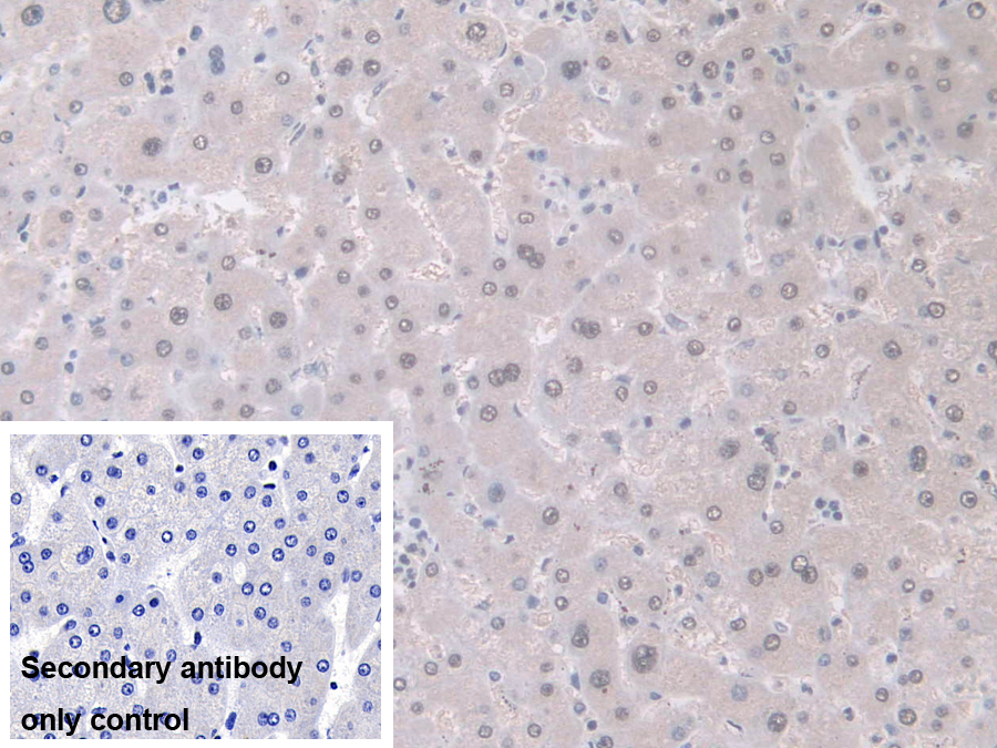 Polyclonal Antibody to Guanine Deaminase (GDA)